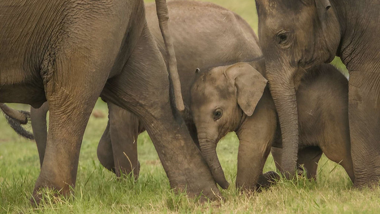 Prywatne safari w Parku Narodowym Udawalawe z przyrodnikiem