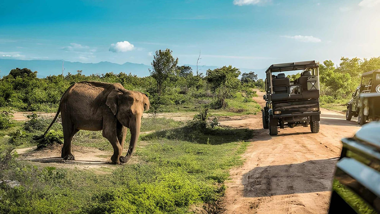 Prywatne safari w Parku Narodowym Udawalawe z przyrodnikiem