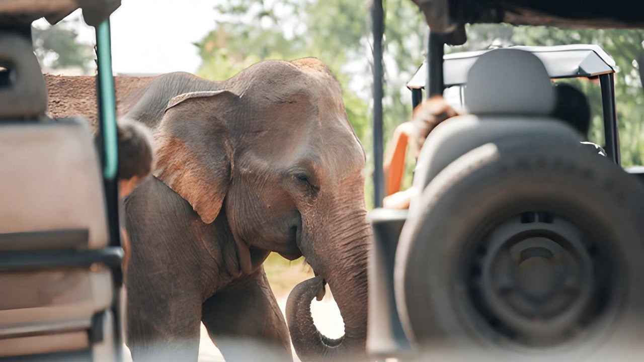 Prywatne safari w Parku Narodowym Udawalawe z przyrodnikiem