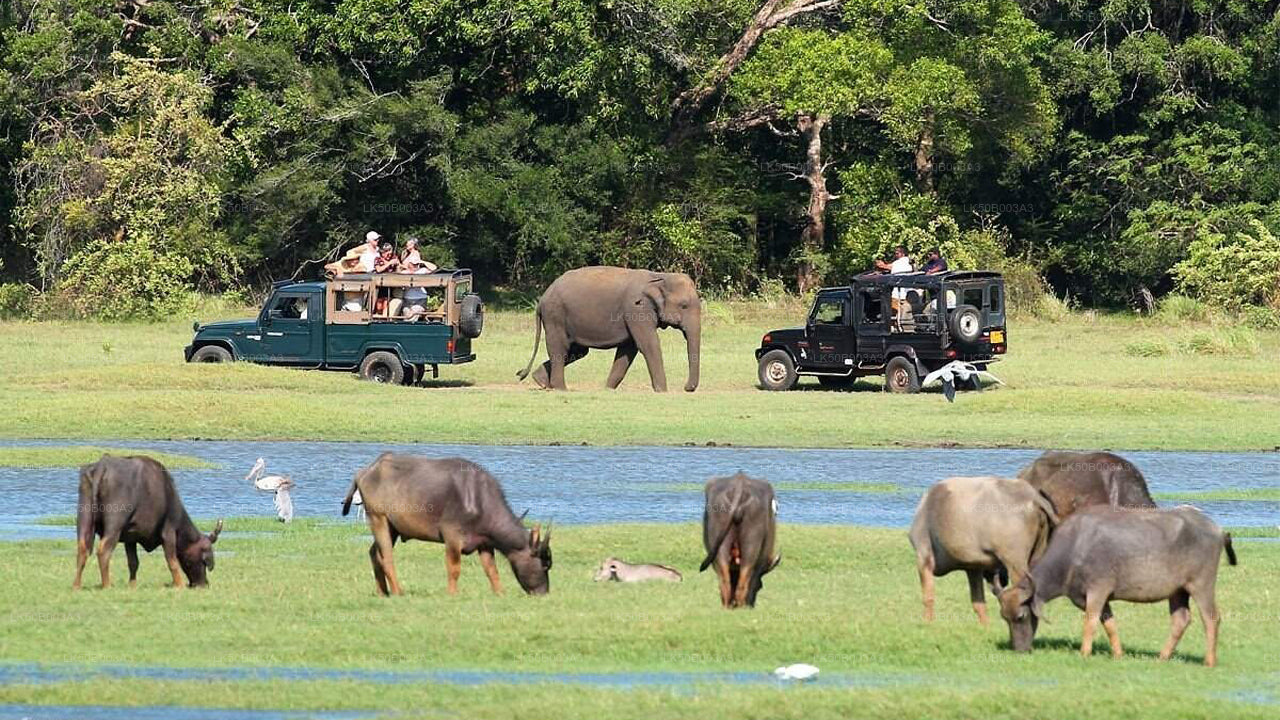 Prywatne safari w Parku Narodowym Minneriya