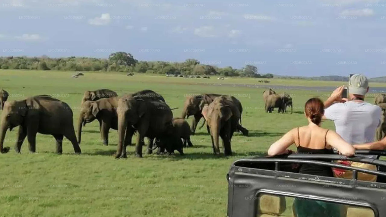 Prywatne safari w Parku Narodowym Minneriya