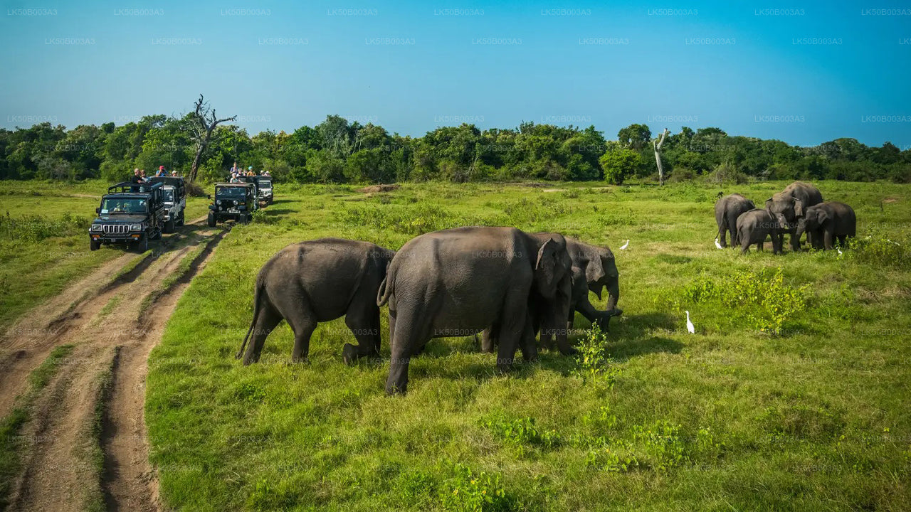 Prywatne safari w Parku Narodowym Minneriya