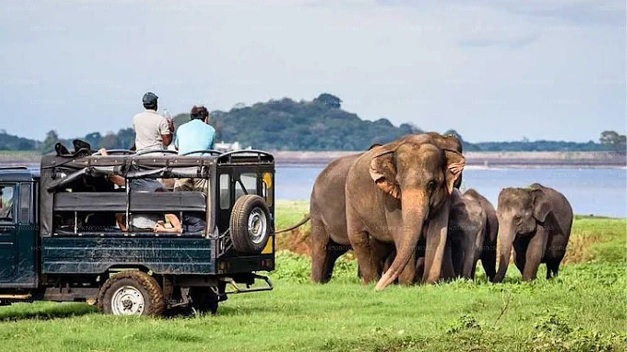 Prywatne safari w Parku Narodowym Minneriya