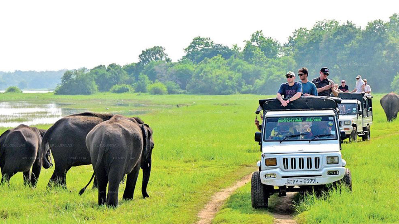 Prywatne safari w Parku Narodowym Minneriya