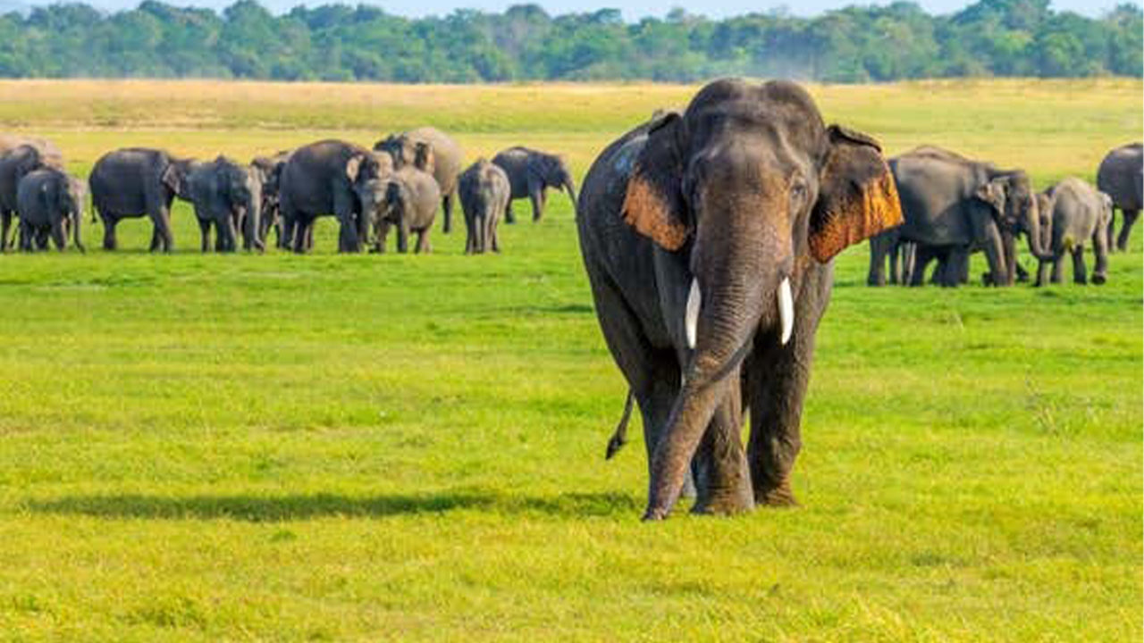 Prywatne safari w Parku Narodowym Minneriya z Sigiriya