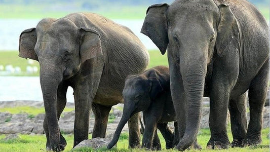 Prywatne safari w Parku Narodowym Minneriya z Sigiriya
