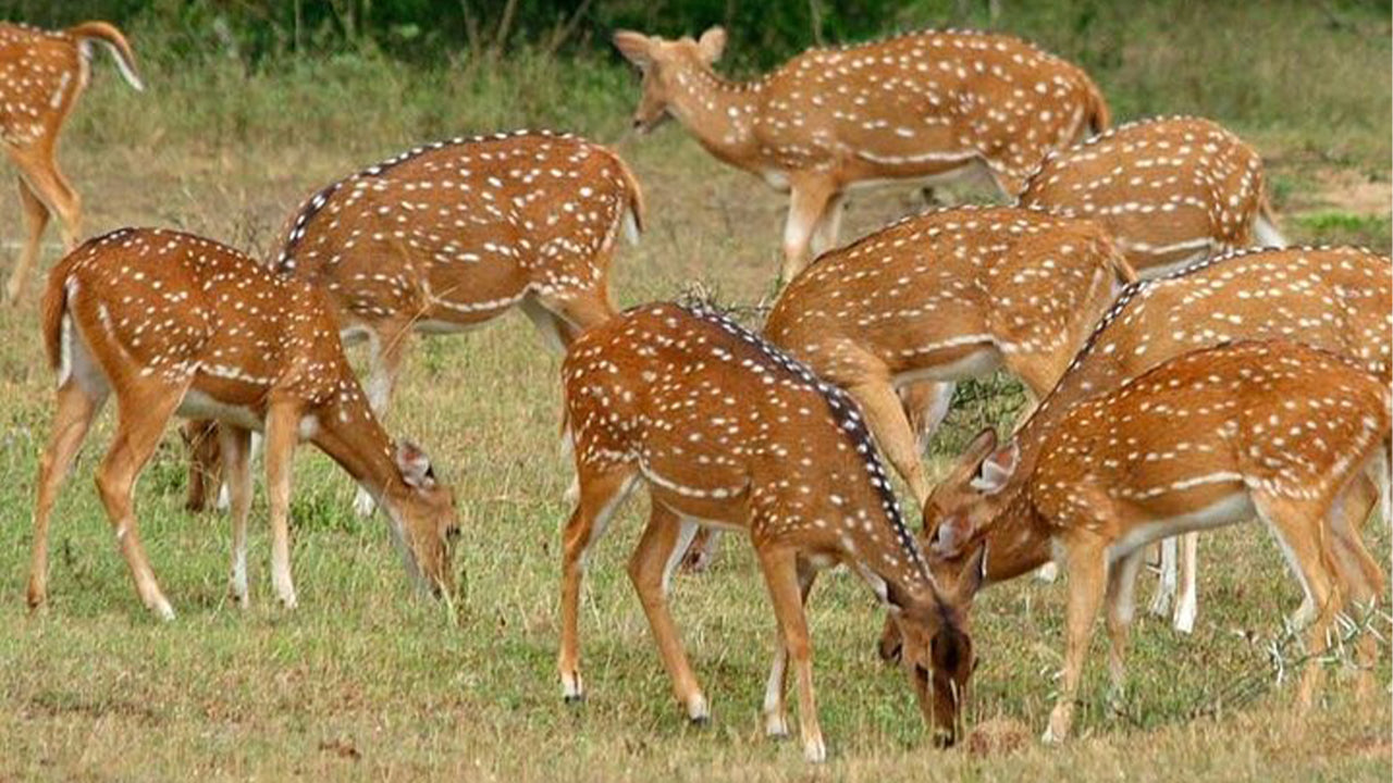 Prywatne safari w Parku Narodowym Minneriya z Sigiriya