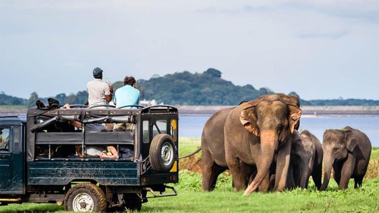 Prywatne safari w Parku Narodowym Minneriya z Sigiriya