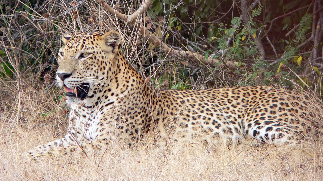 Prywatne safari w Parku Narodowym Yala