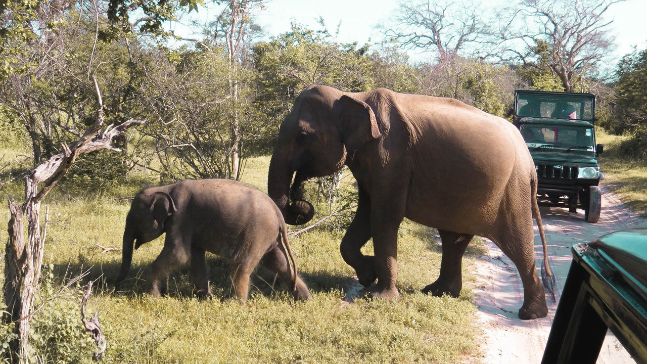 Prywatne safari w Parku Narodowym Yala