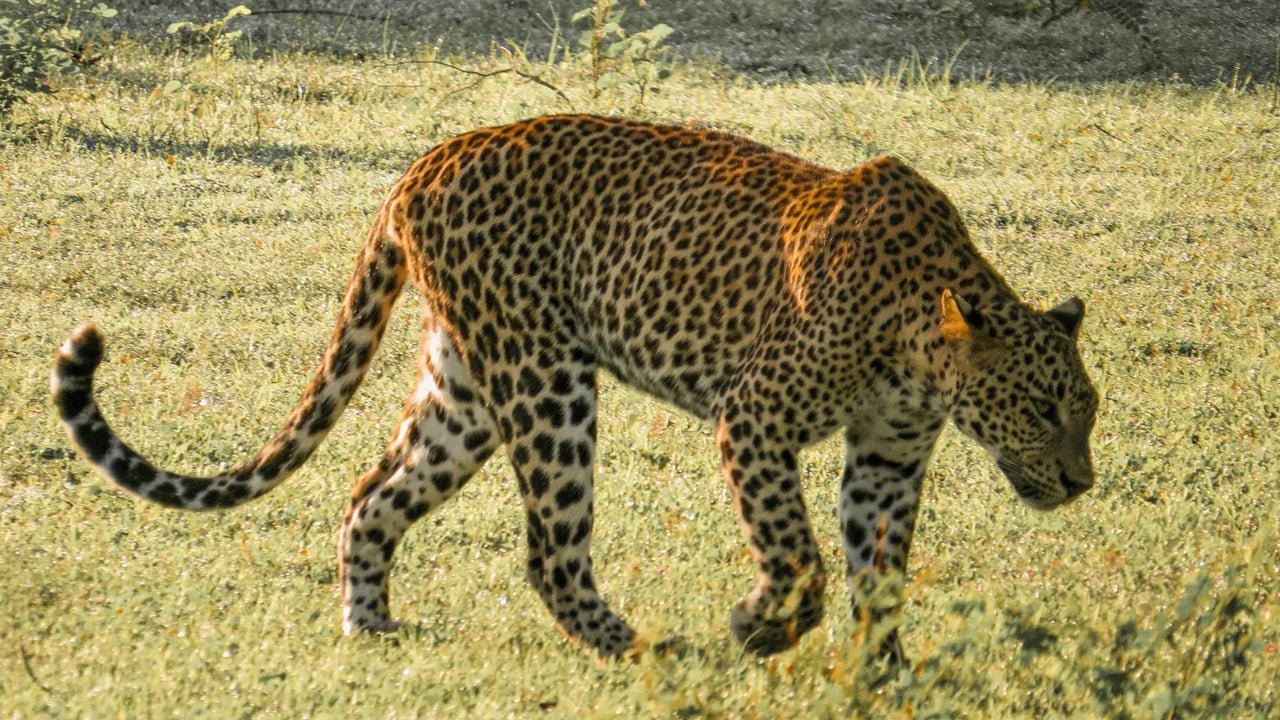 Prywatne safari w Parku Narodowym Yala