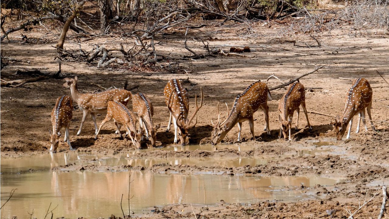 Prywatne safari w Parku Narodowym Yala