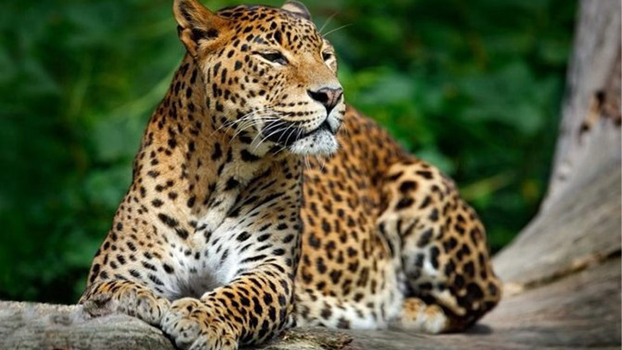 Prywatne safari w Parku Narodowym Yala