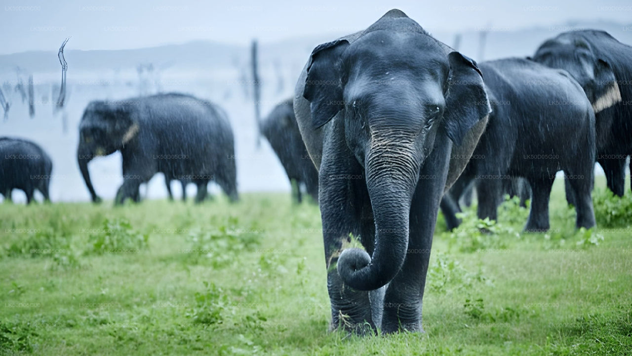 Prywatne safari w Parku Narodowym Kaudulla z Sigiriya