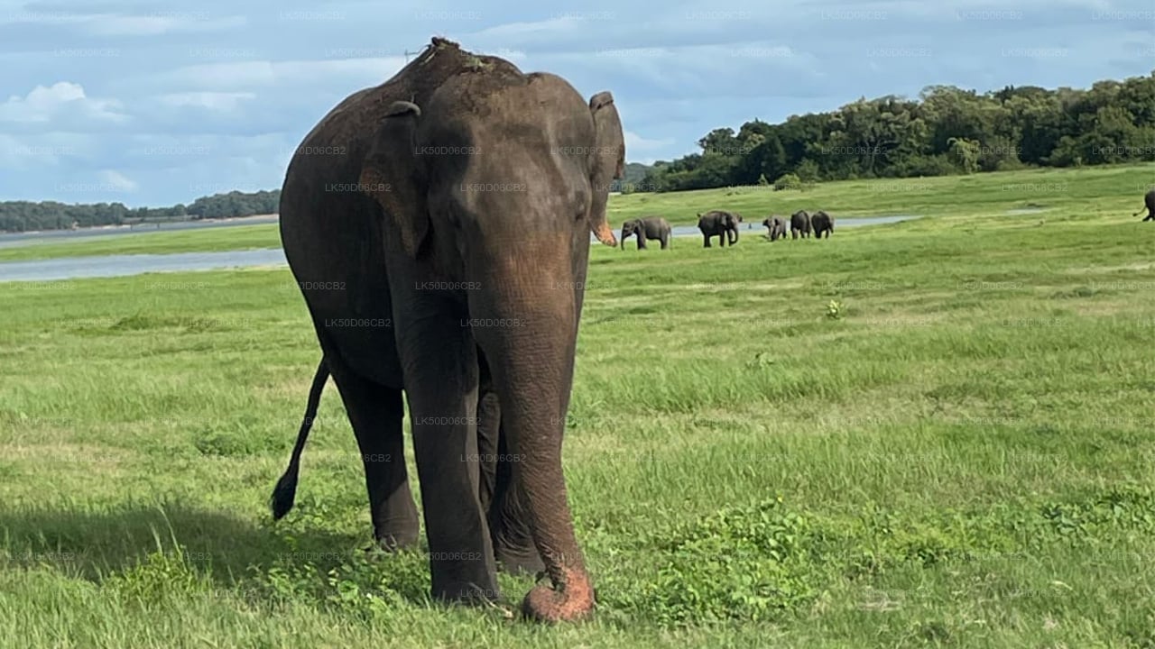 Prywatne safari w Parku Narodowym Kaudulla