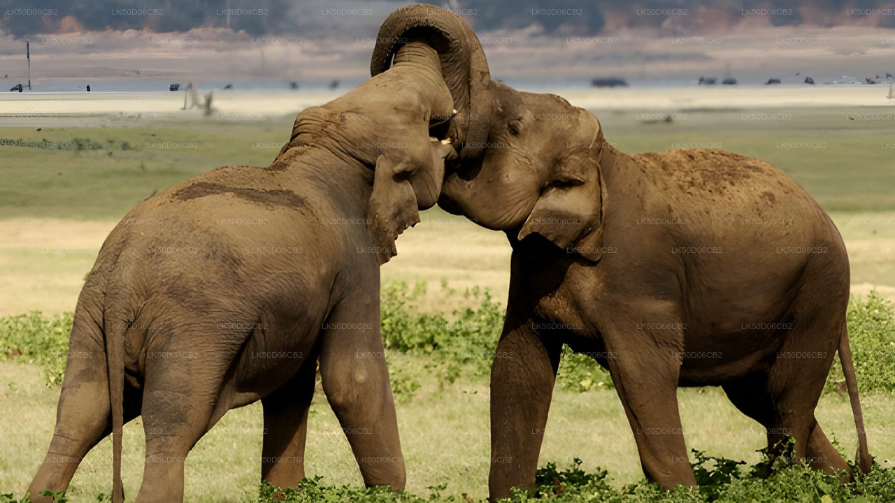 Two elephants interacting in a grassy field with a cloudy sky.