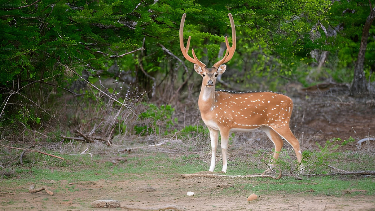 Deer with large antlers standing in a forest clearing