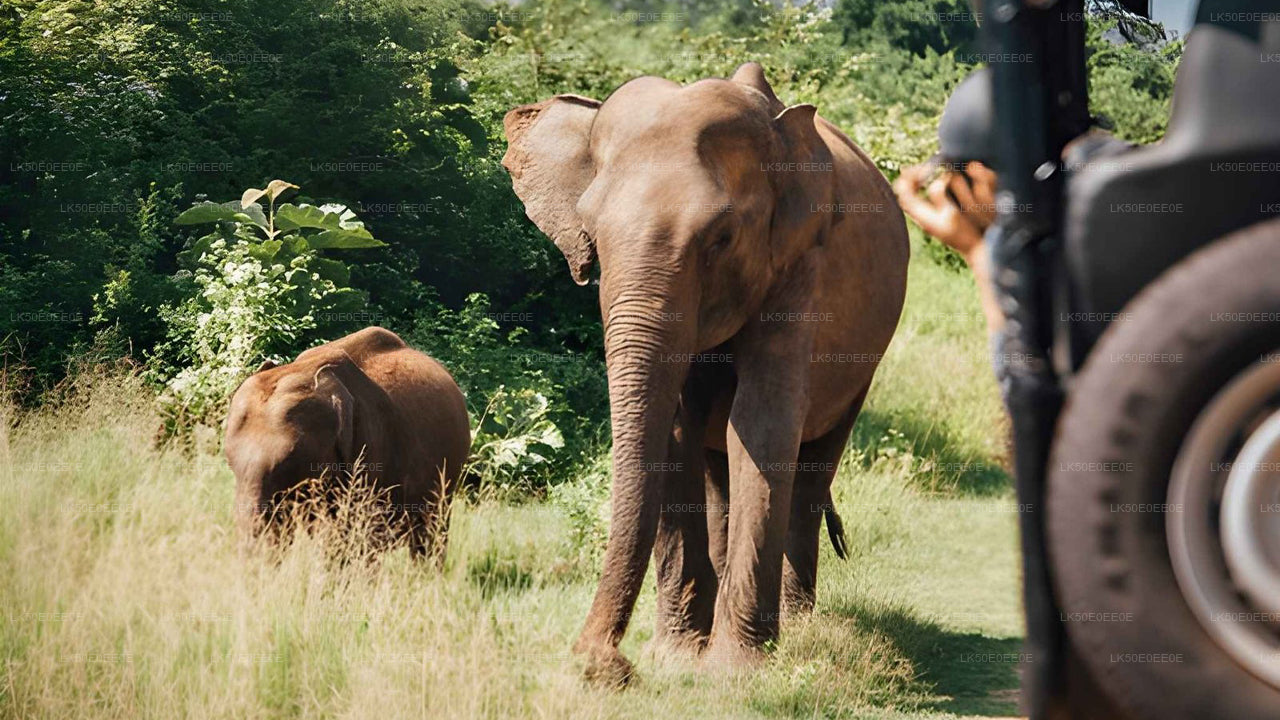 Hurulu Eco Park Prywatne Safari