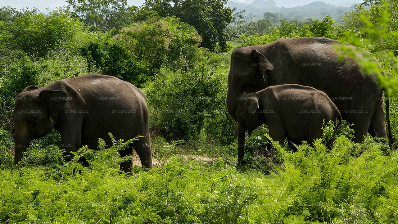 Hurulu Eco Park Prywatne Safari