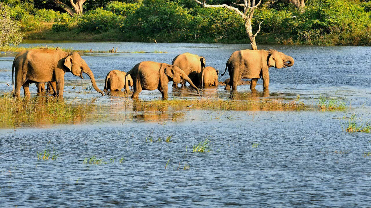 Prywatne safari w Parku Narodowym Bundala