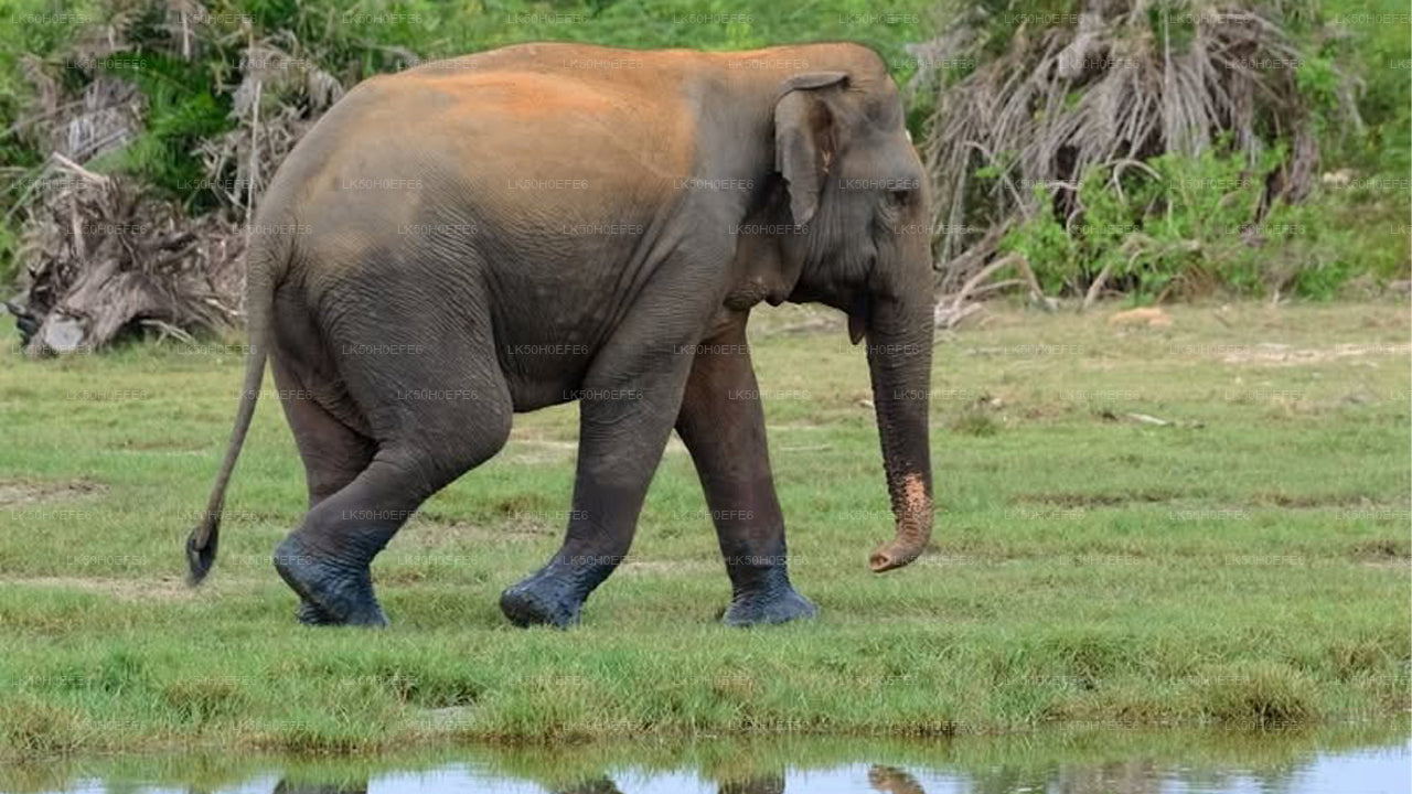 Prywatne safari w Parku Narodowym Bundala