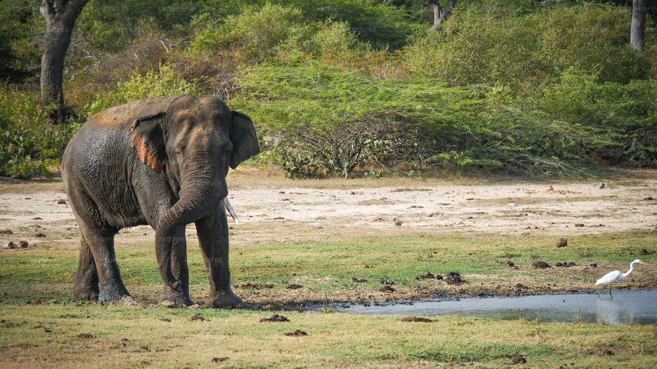 Prywatne safari w Parku Narodowym Bundala