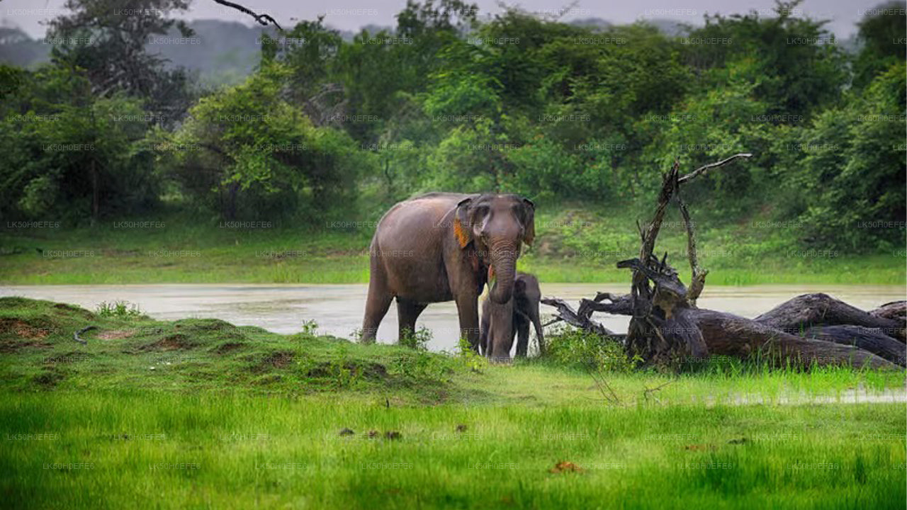 Prywatne safari w Parku Narodowym Bundala