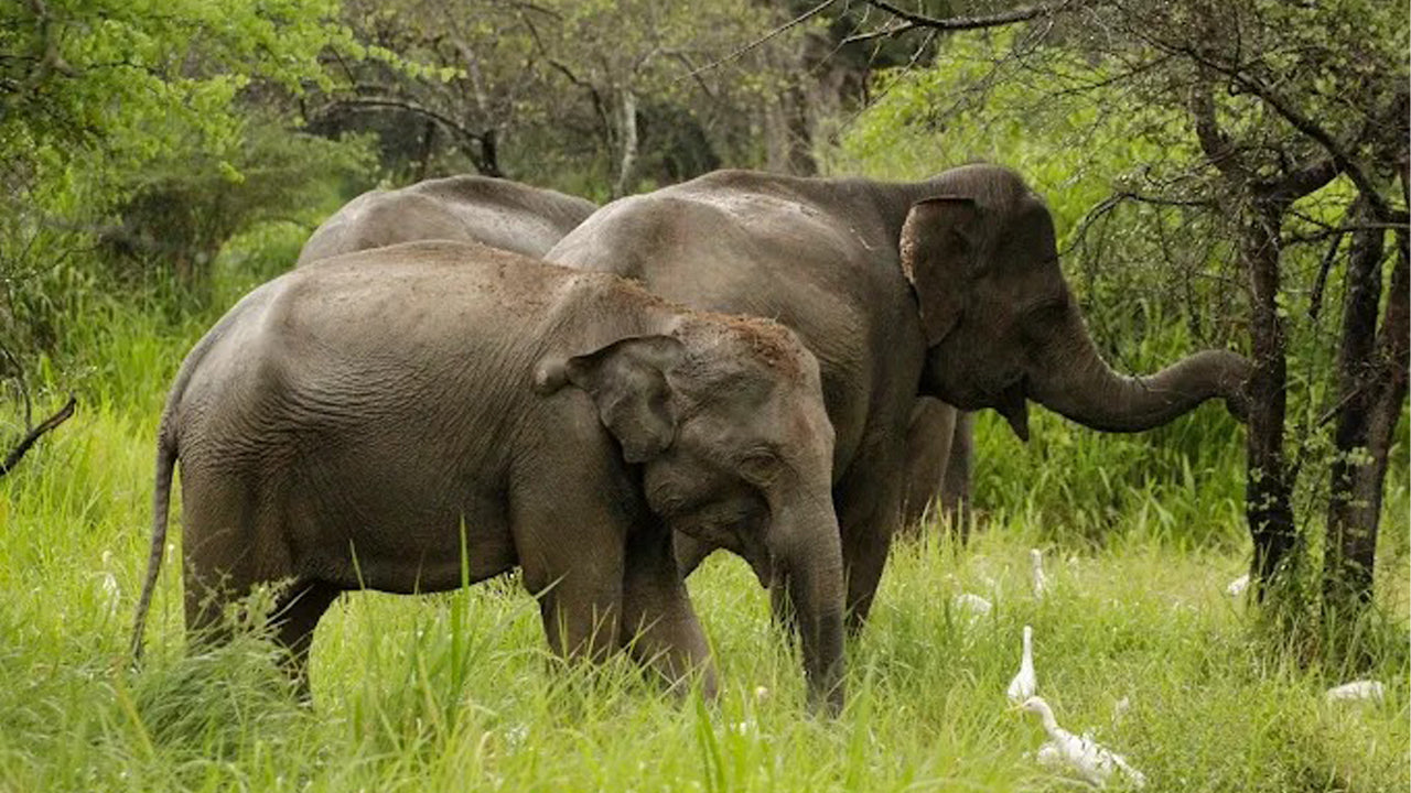 Prywatne safari w Parku Narodowym Wasgamuwa