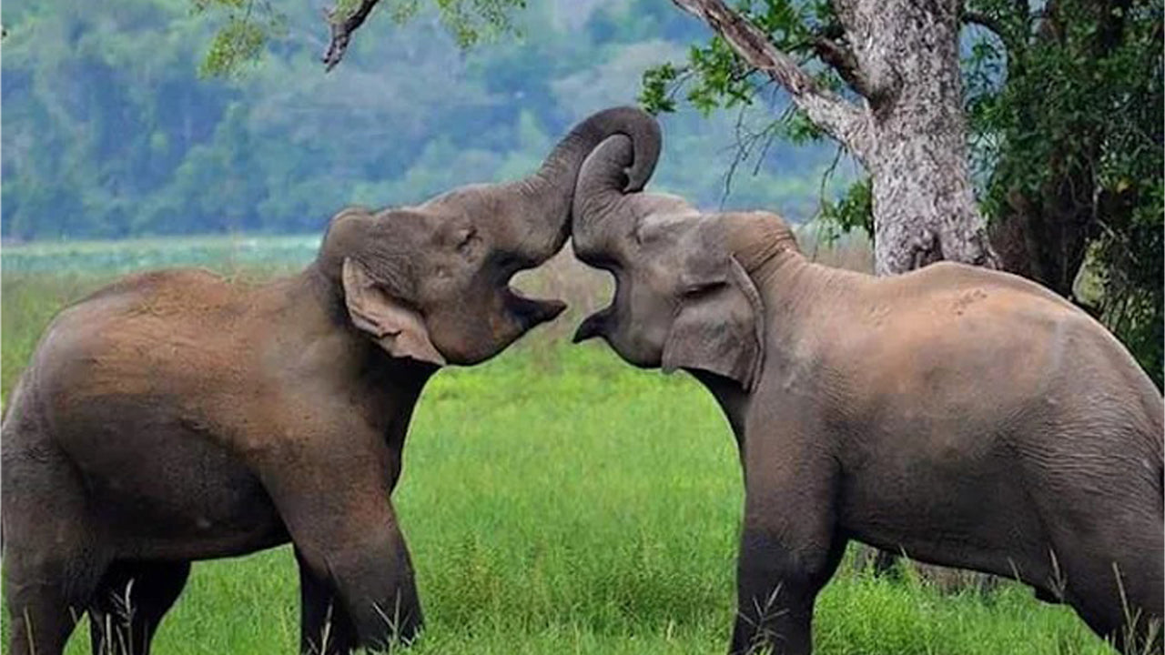 Prywatne safari w Parku Narodowym Wasgamuwa