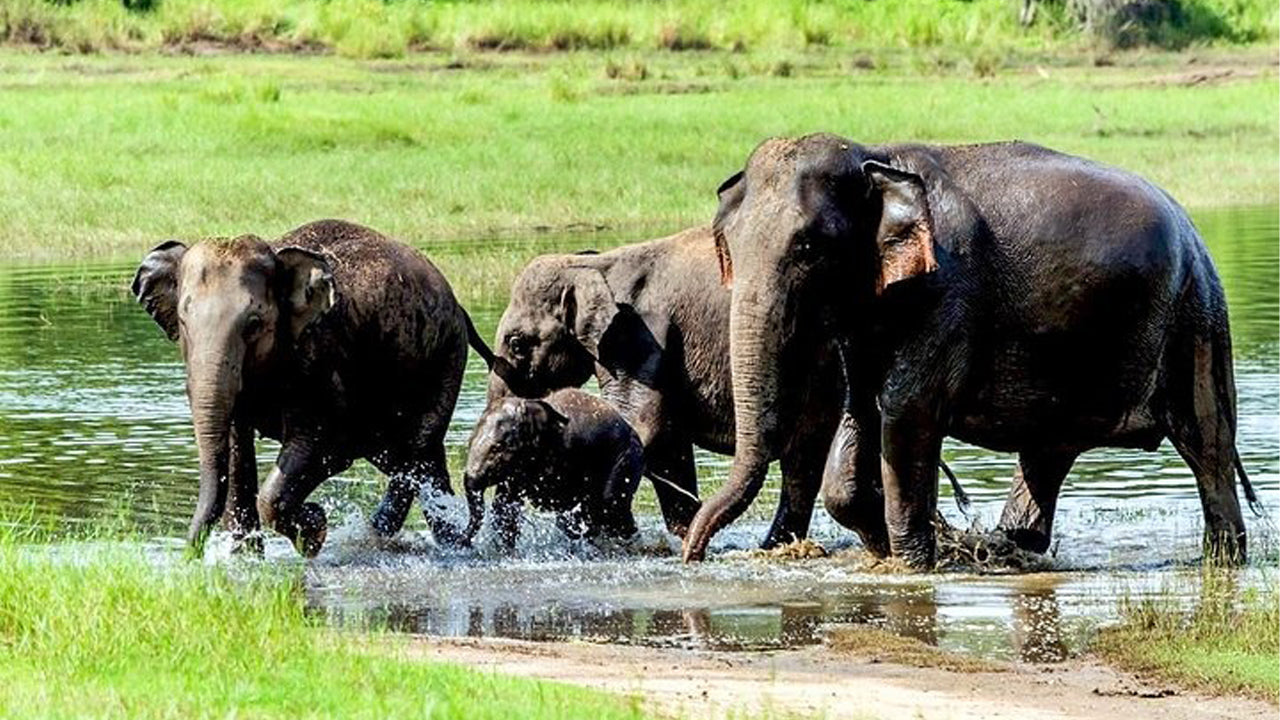 Prywatne safari w Parku Narodowym Wasgamuwa