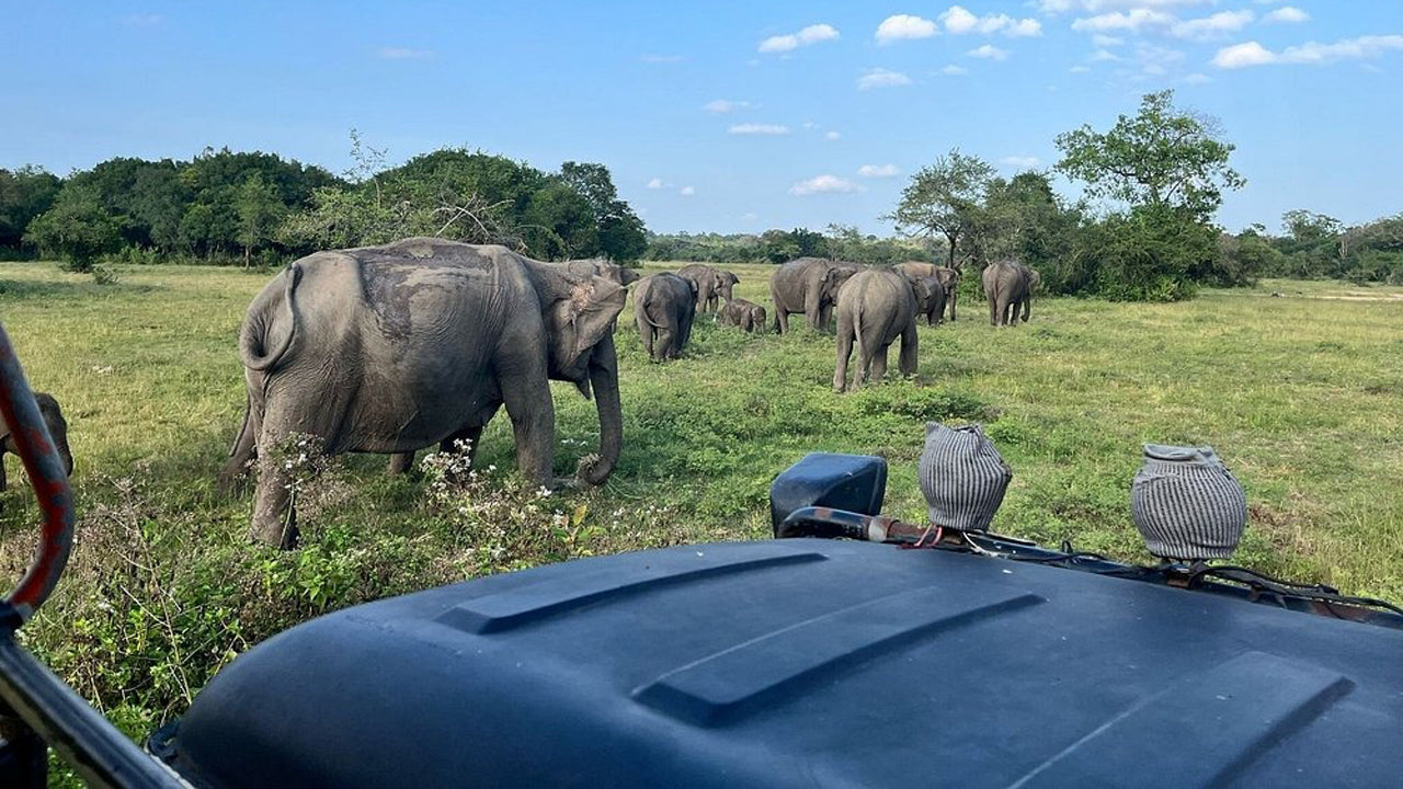 Prywatne safari w Parku Narodowym Wasgamuwa