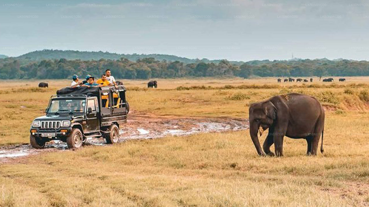 Prywatne safari w Parku Narodowym Maduru Oya z przyrodnikiem