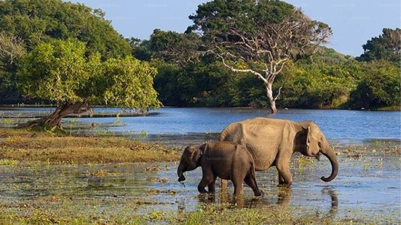 Prywatne safari w Parku Narodowym Maduru Oya z przyrodnikiem