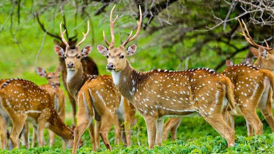 Prywatne safari w Parku Narodowym Maduru Oya z przyrodnikiem