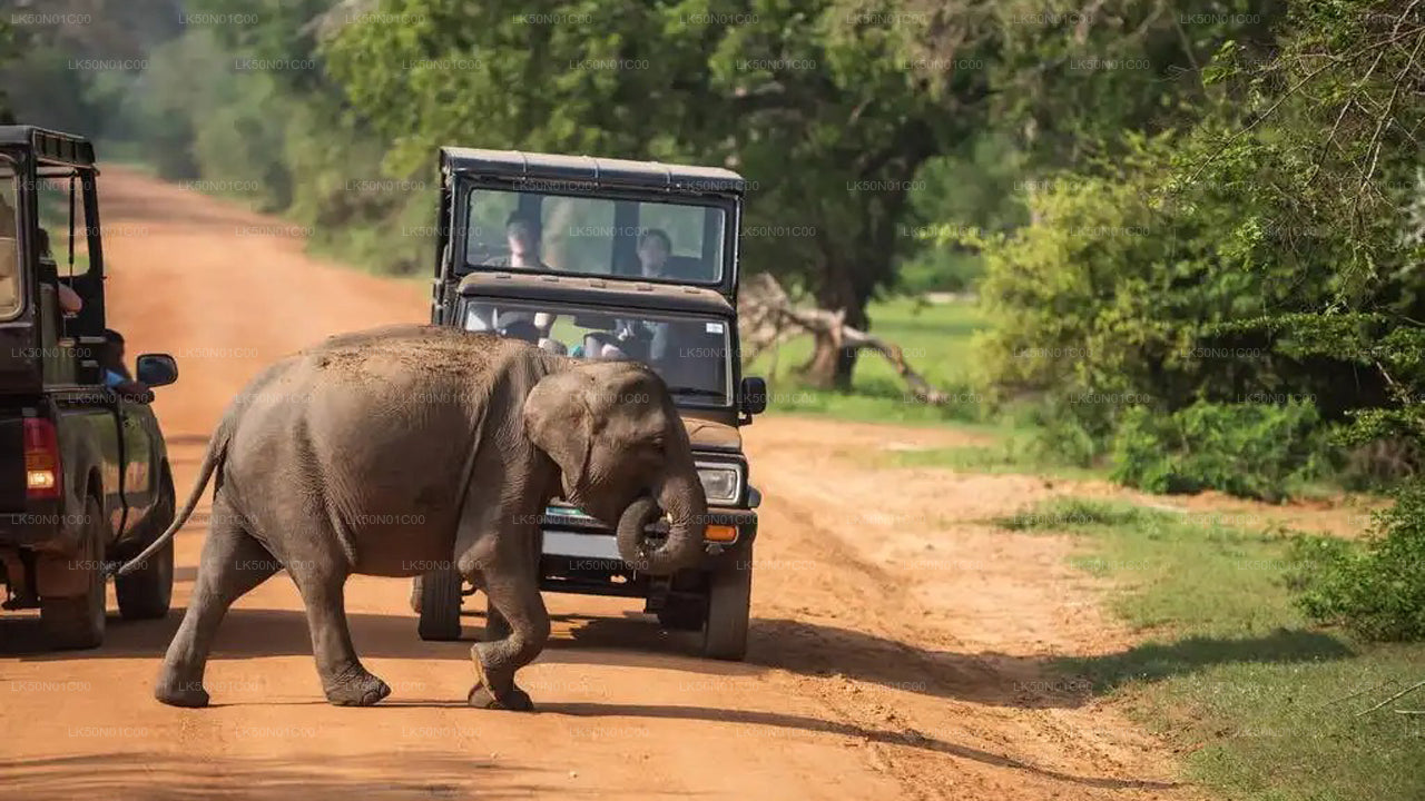 Prywatne safari w Parku Narodowym Maduru Oya z przyrodnikiem