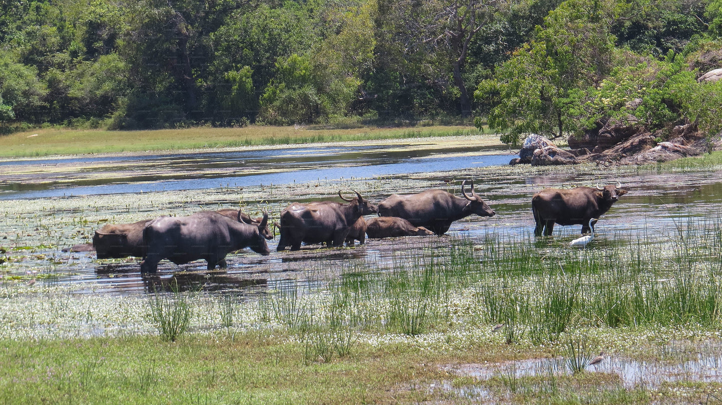 Prywatne safari w Parku Narodowym Maduru Oya z przyrodnikiem