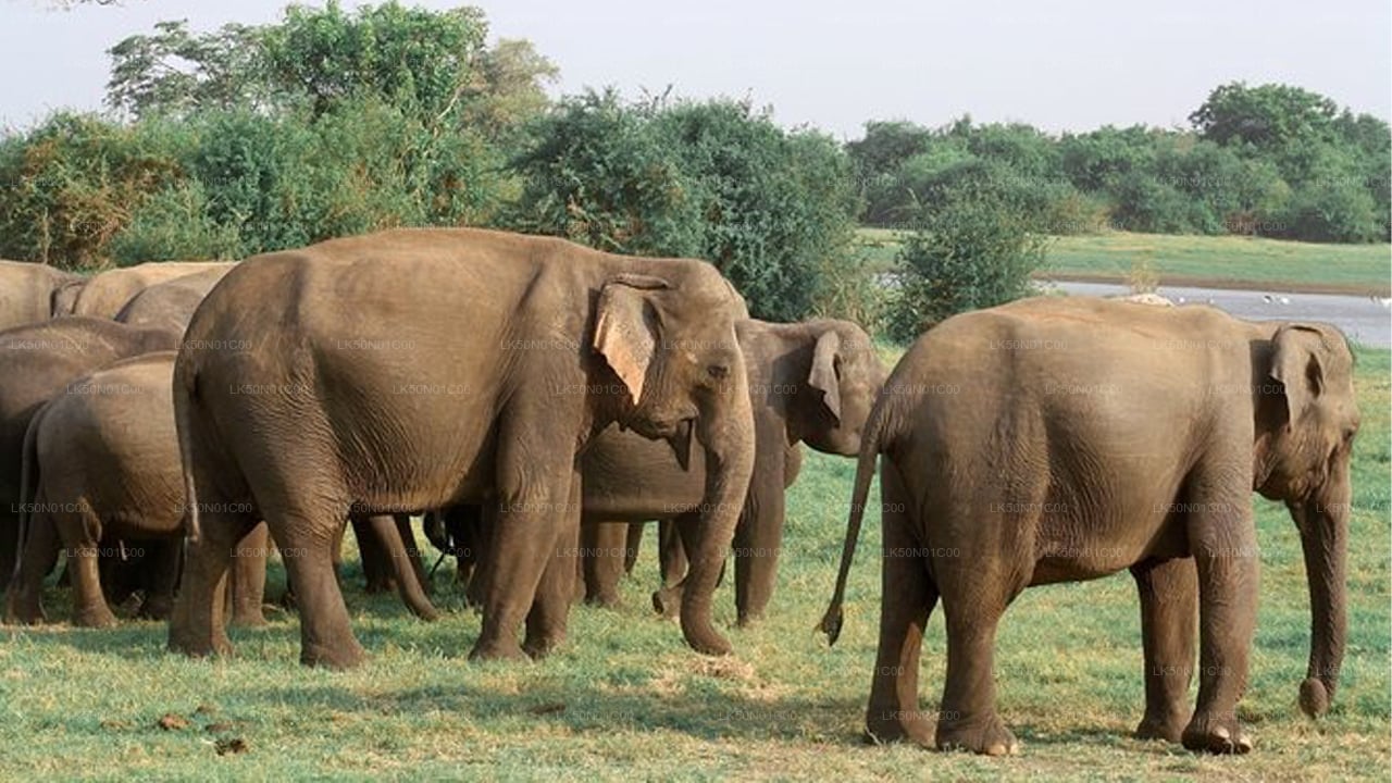 Prywatne safari w Parku Narodowym Maduru Oya z przyrodnikiem