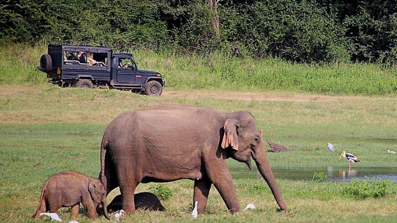 Prywatne safari w Parku Narodowym Maduru Oya z przyrodnikiem