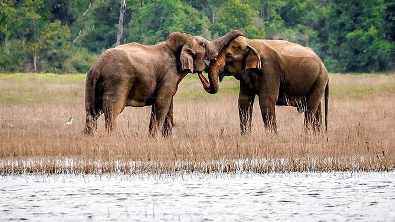 Prywatne safari w Parku Narodowym Maduru Oya z przyrodnikiem