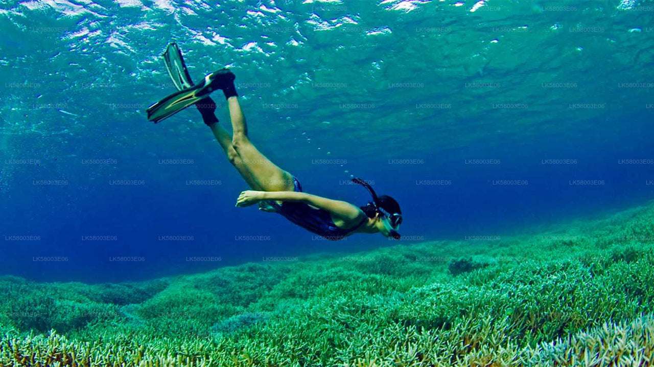 Snorkeling z Ahangamy