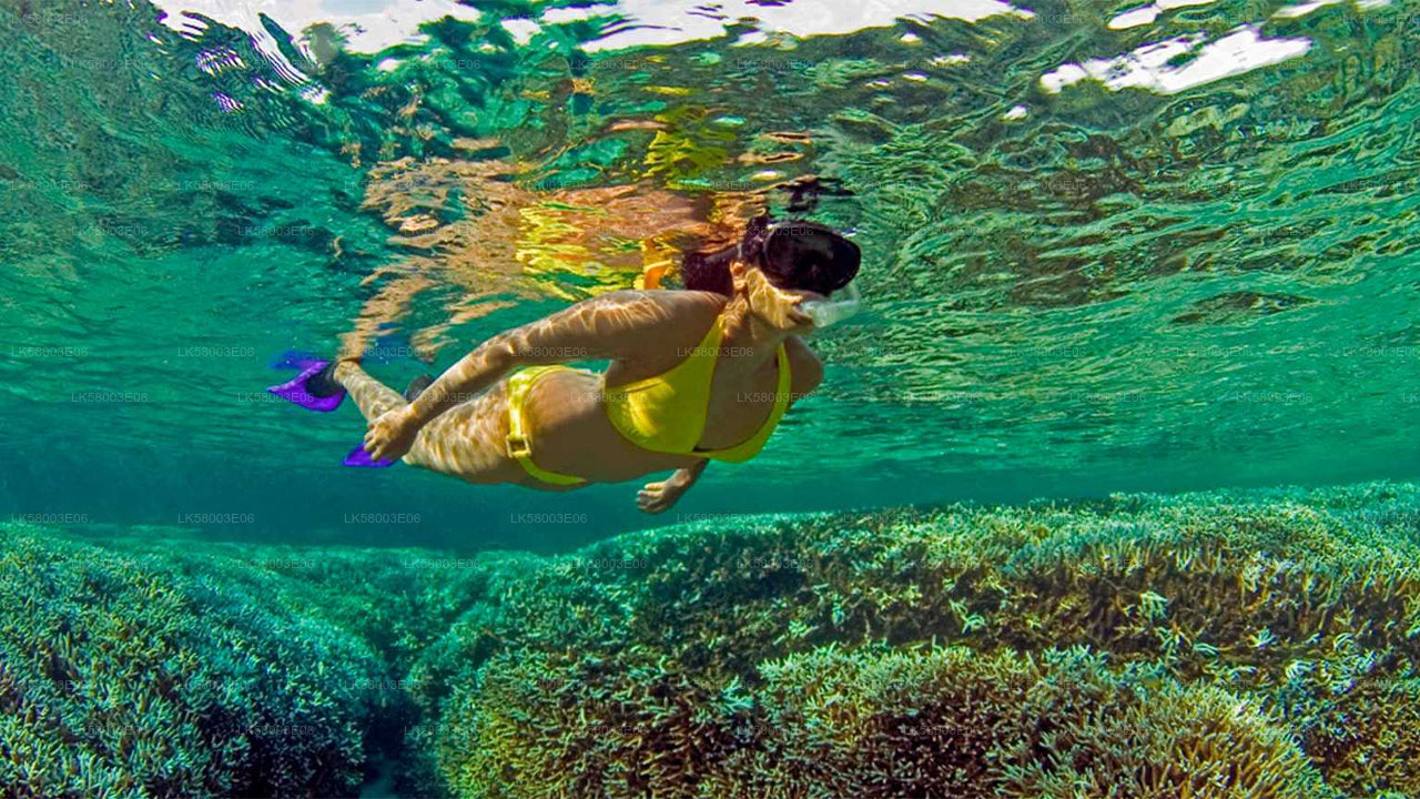 Snorkeling z Ahangamy