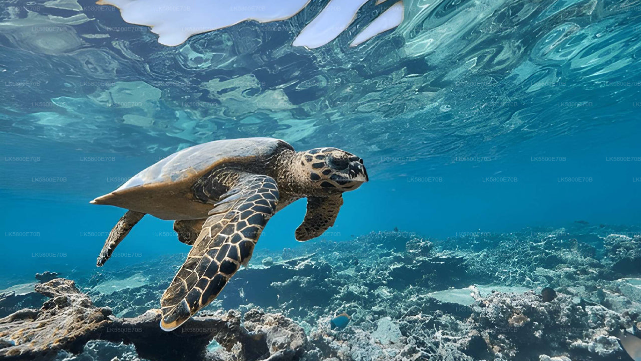 Snorkeling z żółwiami morskimi z Unawatuny