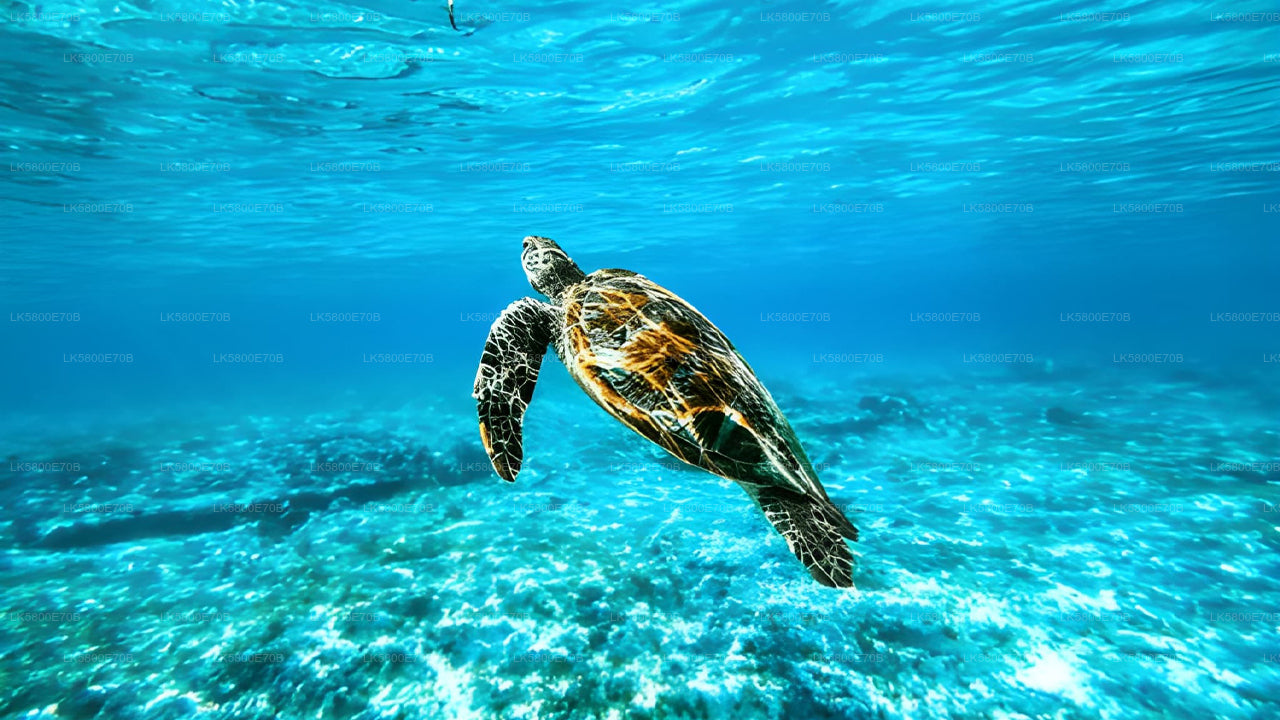 Snorkeling z żółwiami morskimi z Unawatuny