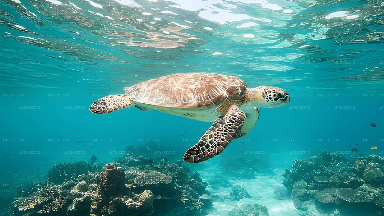 Snorkeling z żółwiami morskimi z Unawatuny