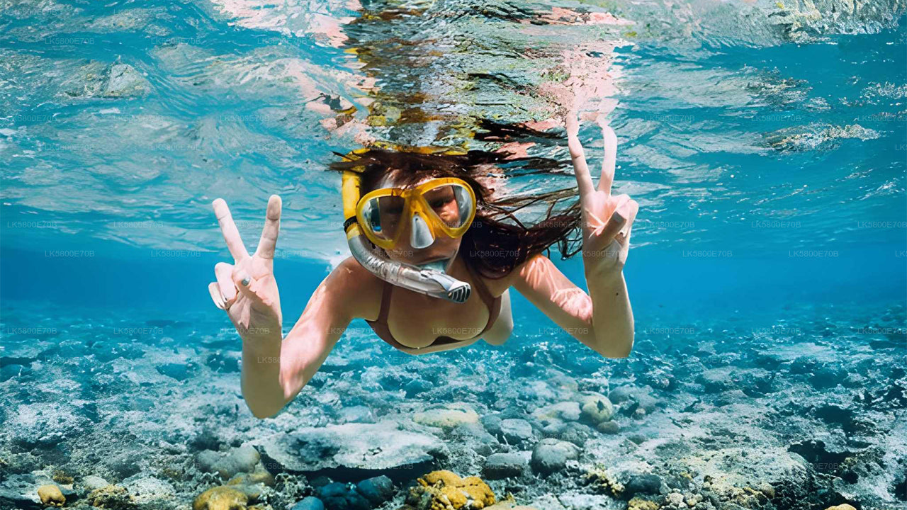 Snorkeling z żółwiami morskimi z Bentoty