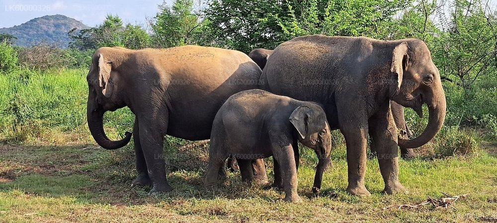 Private Transfer from Polonnaruwa to Sigiriya with Hurulu Eco Park Safari