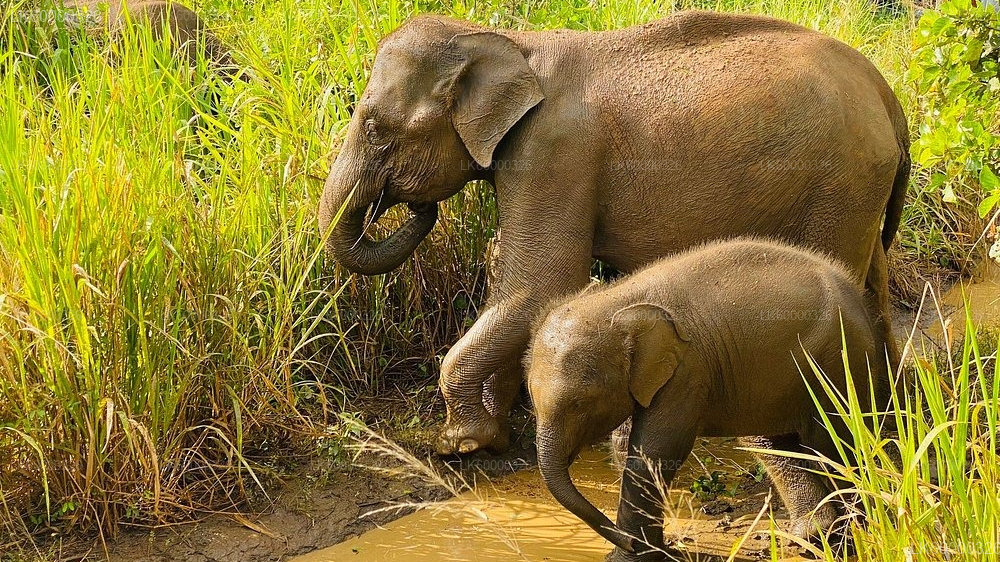 Private Transfer from Polonnaruwa to Sigiriya with Hurulu Eco Park Safari