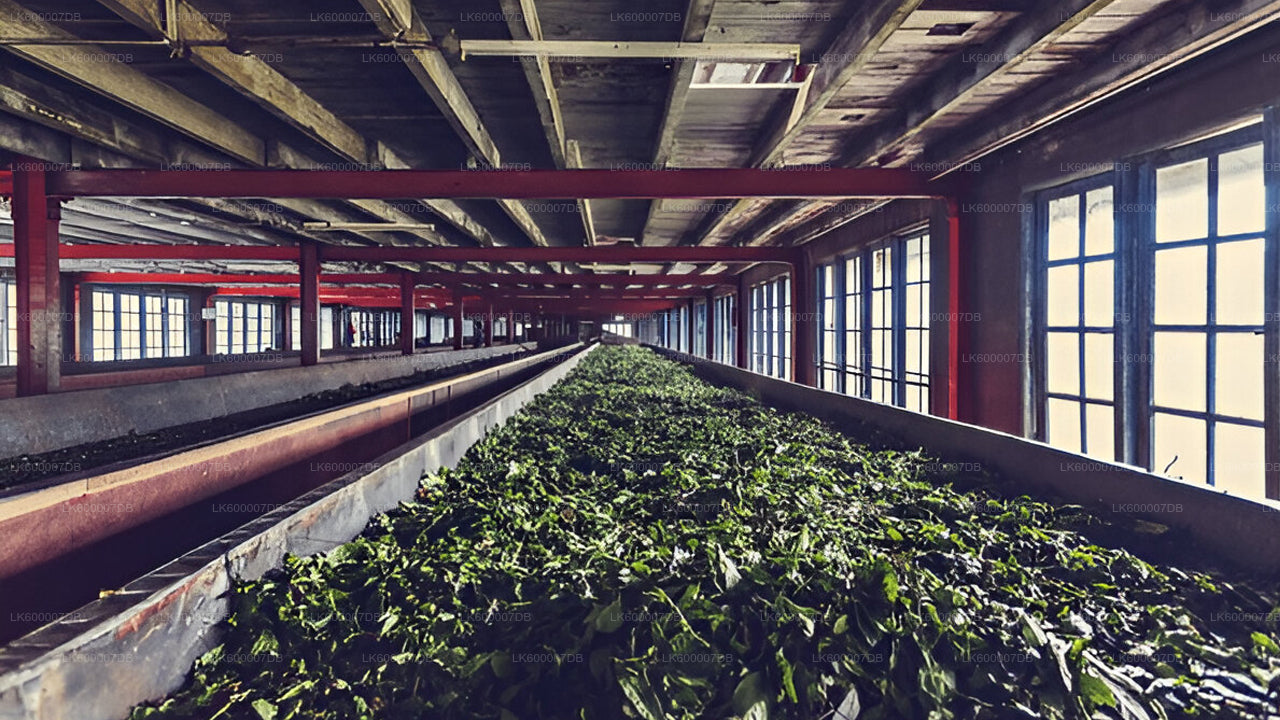 Green leaves on a conveyor belt in a large industrial building with high ceilings and large windows.