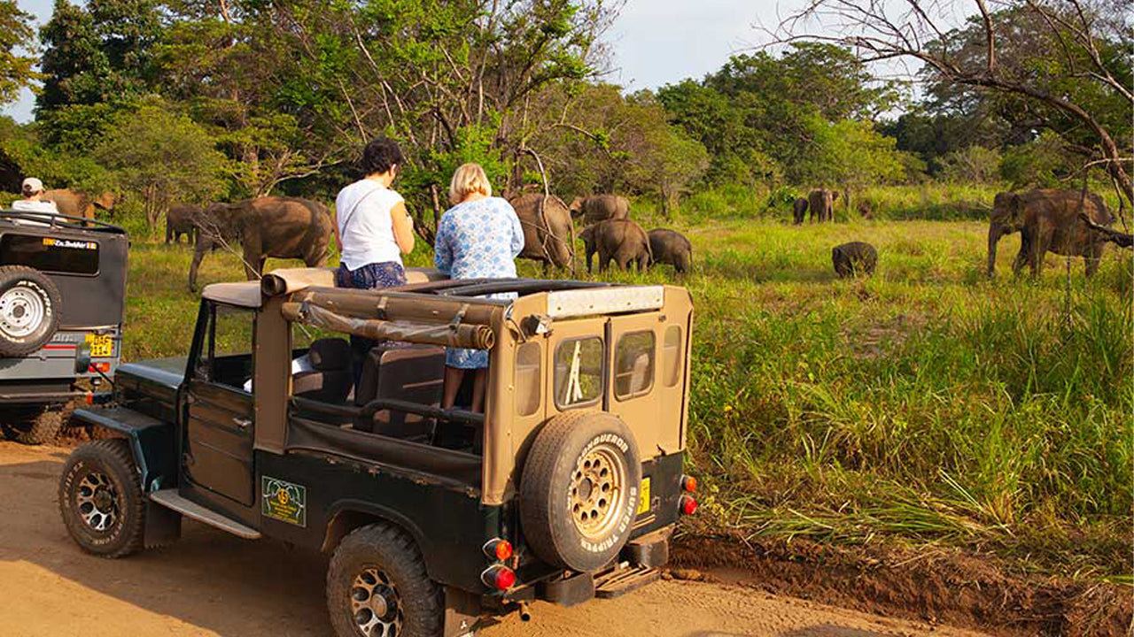 Jednodniowa wycieczka safari do Hurulu Eco Park z Pasikuda