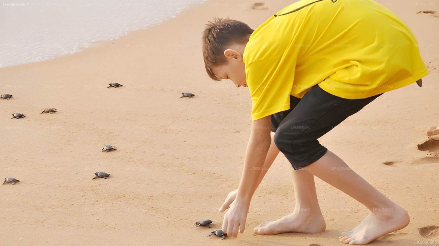 Private Tour from Colombo to Hambantota with Sightseeing Stops